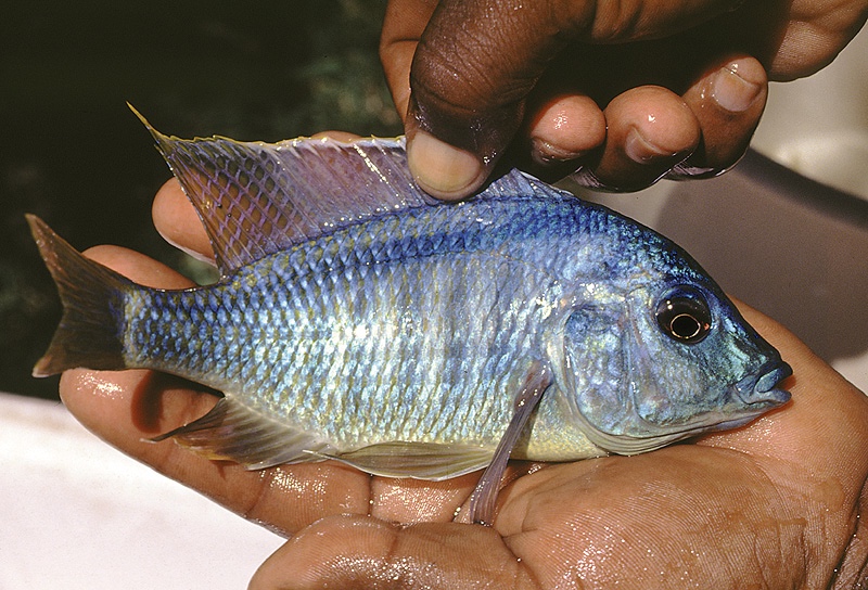 Mylochromis sphaerodon 'Namalenje Island'